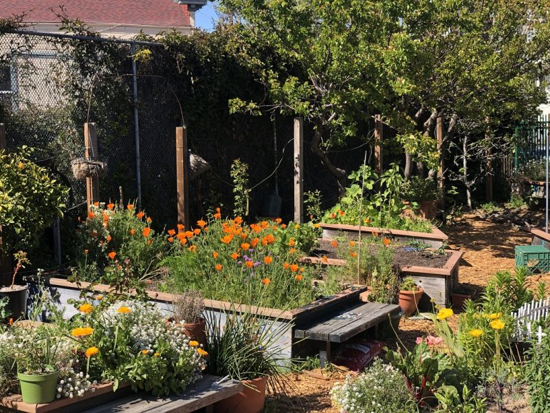 A community garden with planters and orange flowers.