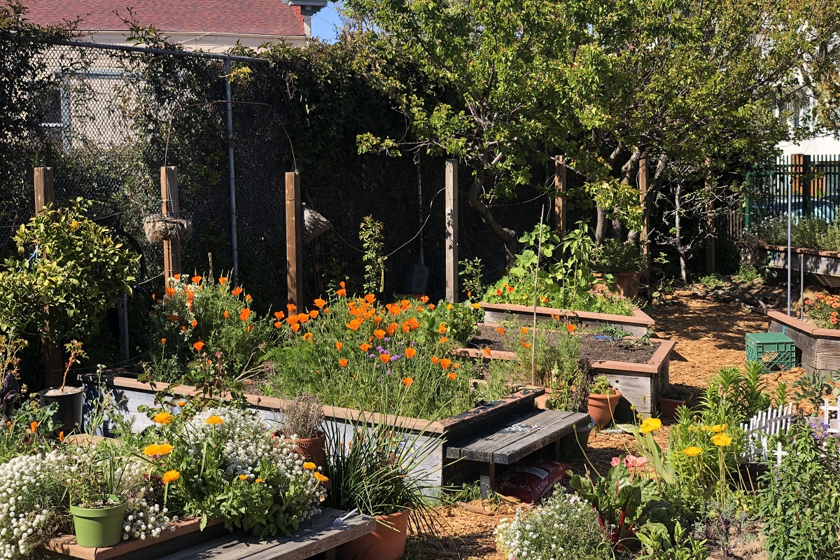 A community garden with planters and orange flowers.
