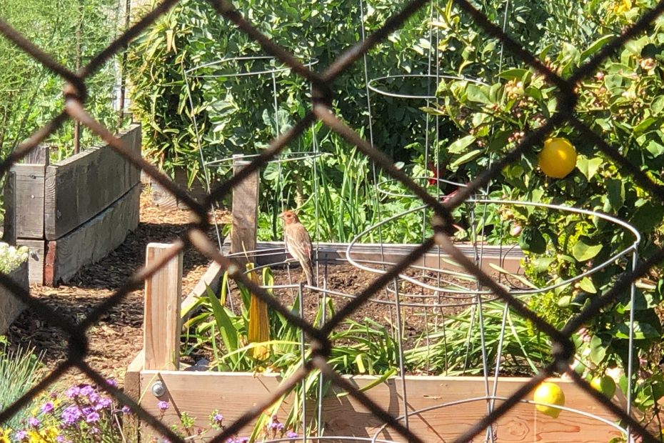 A bird behind a fence.