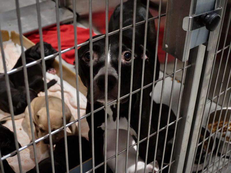 A black dog in a kennel with her puppies.