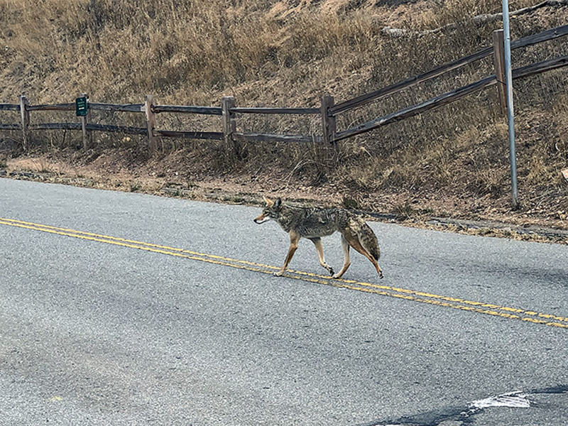 A coyote crossing the highway on Bernal